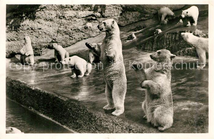 Eisbaeren Tierpark Hellabrunn M?nchen