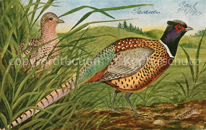 Voegel Birds Oiseaux Uccelli Pajaros-- Fasan Ring-necked Pheasant
