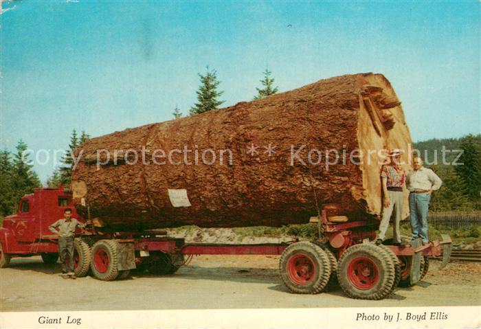Baeume Trees Giant Log Virgin Forests Oregon Washing
