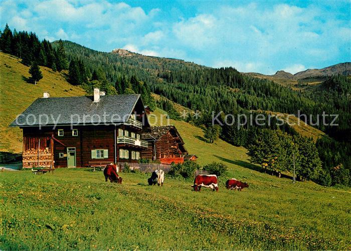 Grossarl Breitenebenalm Almvieh Kuehe