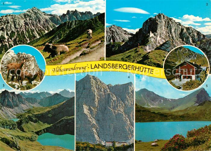 Tannheim Tirol Hoehenwanderung Tannheimer Berge Landsbergerhuette Gemsen Almvieh