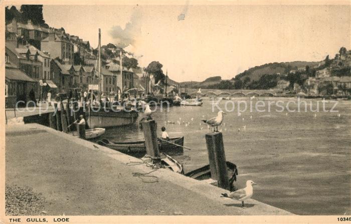 Looe The Gulls