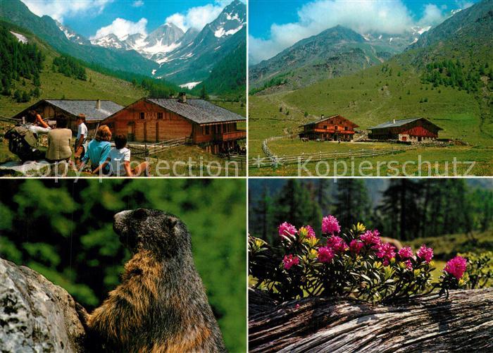 Schnals Bozen Suedtirol Eishof Alm Pfossental Murmeltier Alpenflora Landschaftsp
