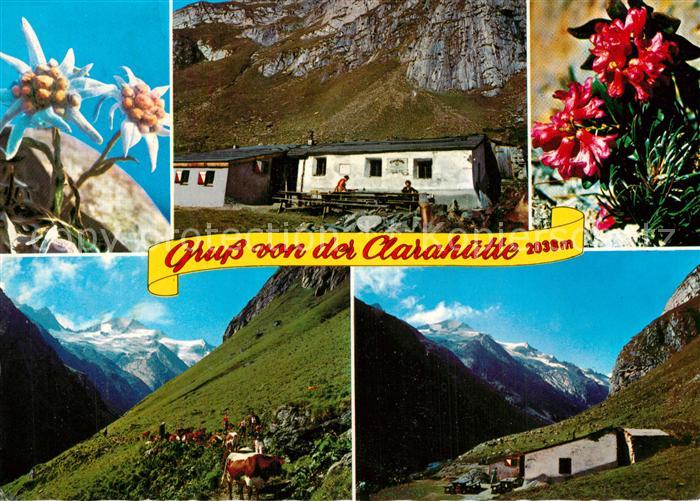 Praegraten Grossvenediger Clarahuette im Umbaltal Almvieh Alpenflora Edelweiss A