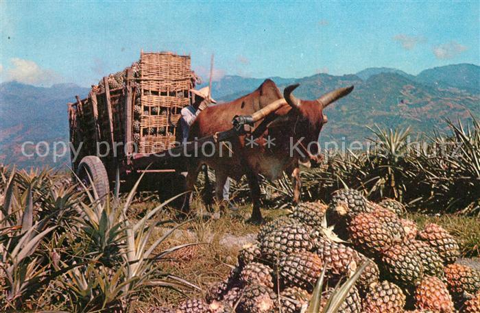 Obst Ananas Hualien Taiwan Pineapple Home-Fully Laden