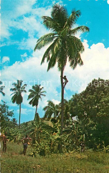 Affen Cocotiers des Cayes Port-Salut Haiti Kokosnuss