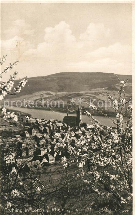 Lorch Rheingau Panorama Fruehling Baumbluete