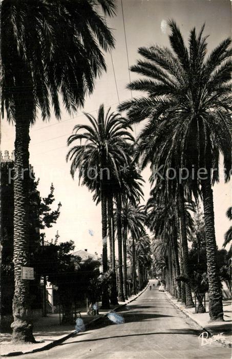 Hyeres les Palmiers Avenue Beauregard