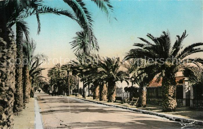 Hyeres les Palmiers Avenue Albins Riquier