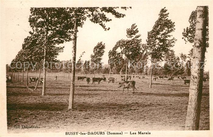 Bussy-les-Daours Les Marais des vaches paysage