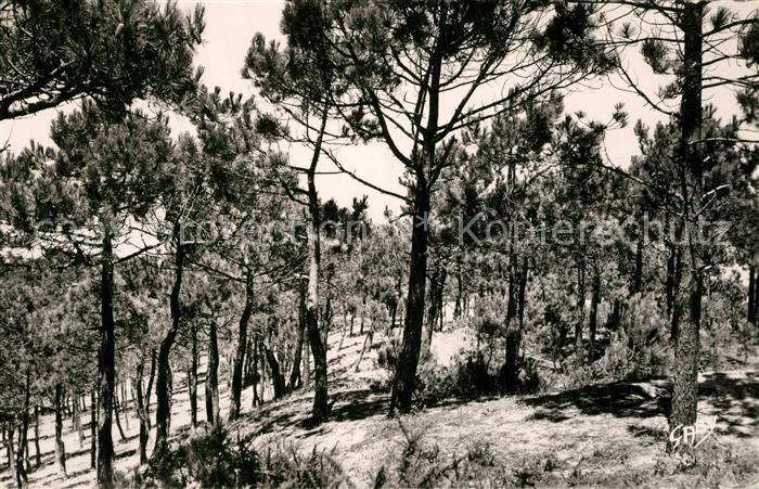 Notre-Dame-de-Monts La Foret de Pins