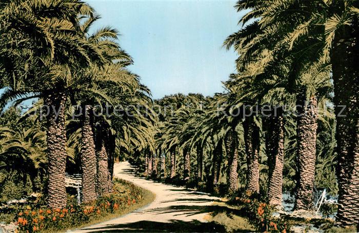 Tamaris Allee des Palmiers