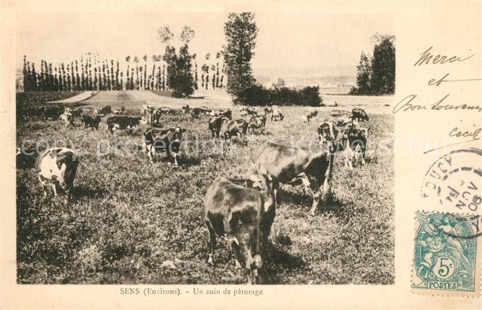 Sens 89 Un coin du pâturage des vaches