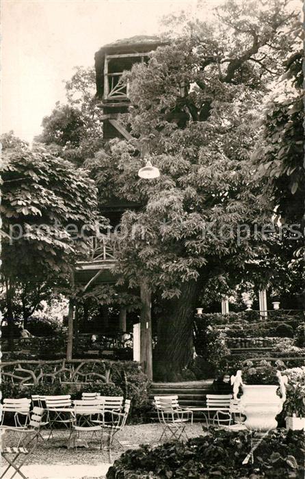 Le Plessis-Robinson Le vrai arbre Restaurant Terrasse