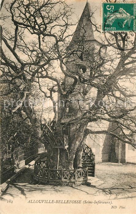 Allouville-Bellefosse Le gros Chêne Arbre