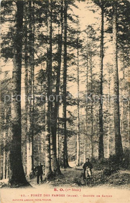 Fanjeaux Foret des Fanges Groupe de Sapins