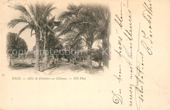 Nice Alpes Maritimes Allée de Palmiers au Chateau
