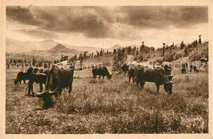 Cantal Auvergne Paturage dans la Vallee de la Rhue de C