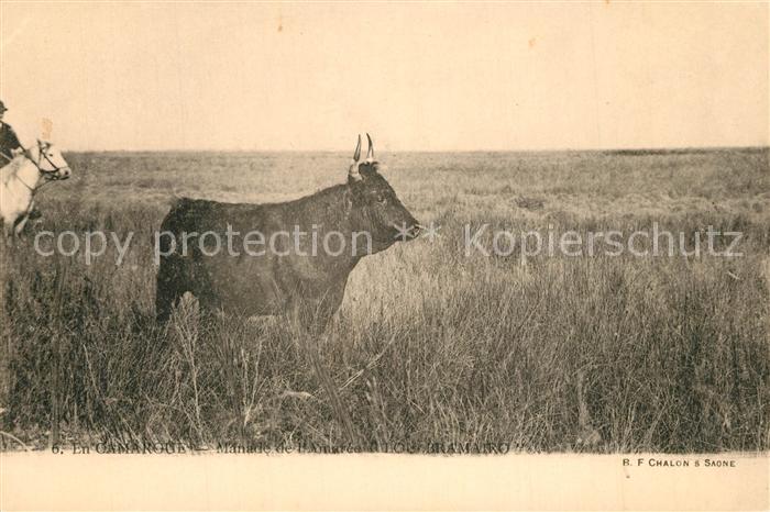 Camargue Manade de l’Amaree Lou Bramairo