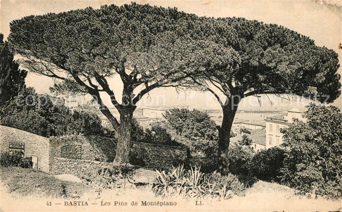 Bastia Les Pins de Montepiano