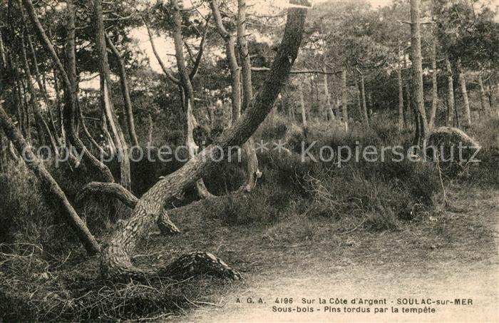 Soulac-sur-Mer Sous bois Pins tordus par la tempete
