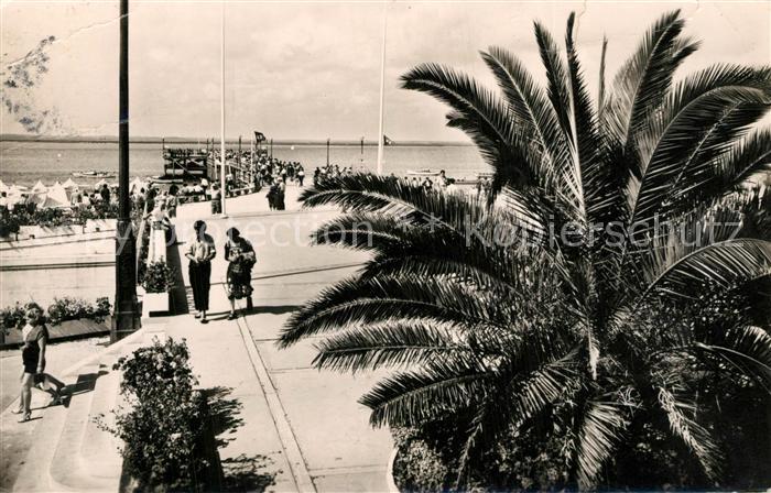 Arcachon Gironde Les Palmiers de la Place Thiers La Jetee