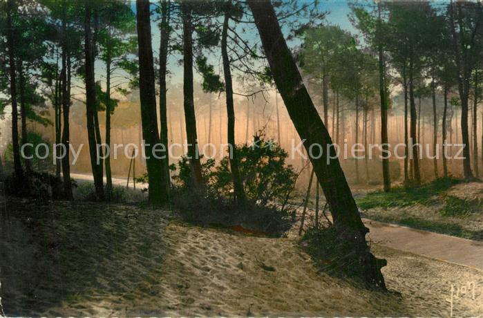 Arcachon Gironde Route dans la foret a contre  jour