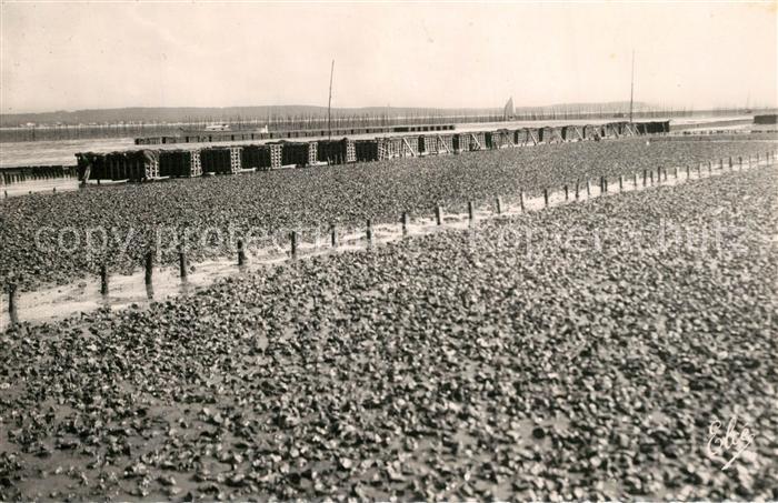 Bassin d Arcachon Travaux Ostreicoles Un Parc a Huitres bien garni Les Collecteu