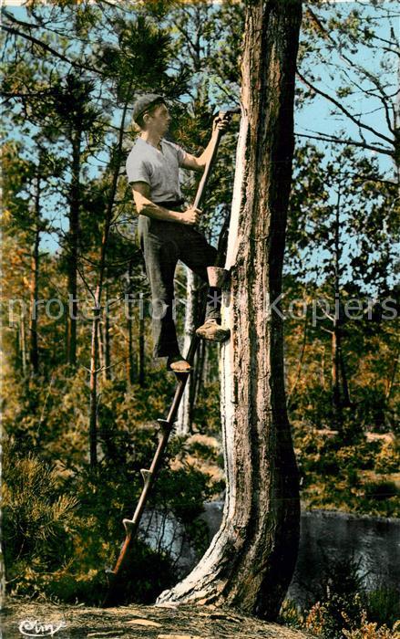 Vieux-Boucau-les-Bains Gemmage au Pité Paysage Landais