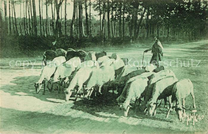 Landes Departement Paturages des moutons