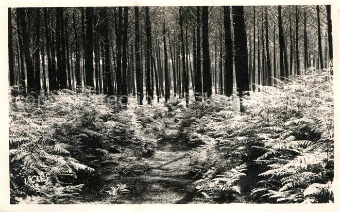 Landes Departement Sentier dans la Forêt Collection Au Pay