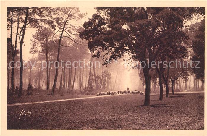 Hossegor Soorts Landes Troupeau de moutons dans la forêt landaise