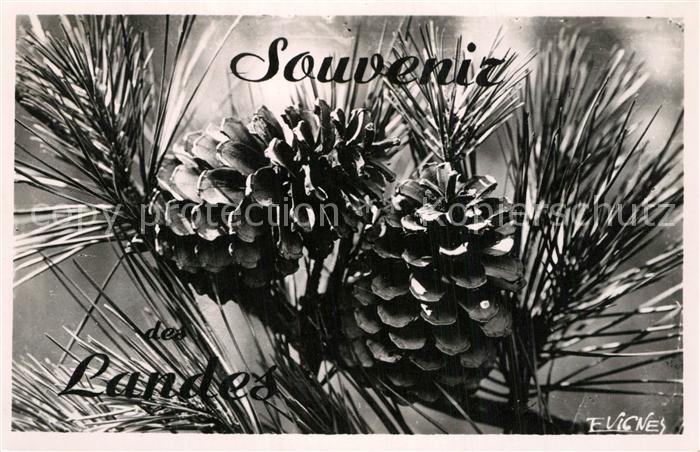 Dax Landes Pommesde Pin Collection Au Pays Landais Nature