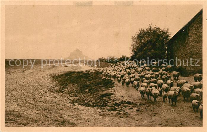 Mont-Saint-Michel Les célèbres moutons de Pre salé