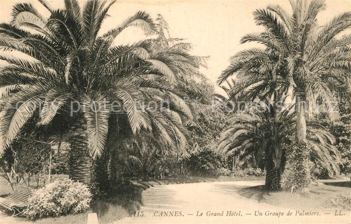 Cannes Alpes-Maritimes Grand Hotel Un Groupe de Palmiers