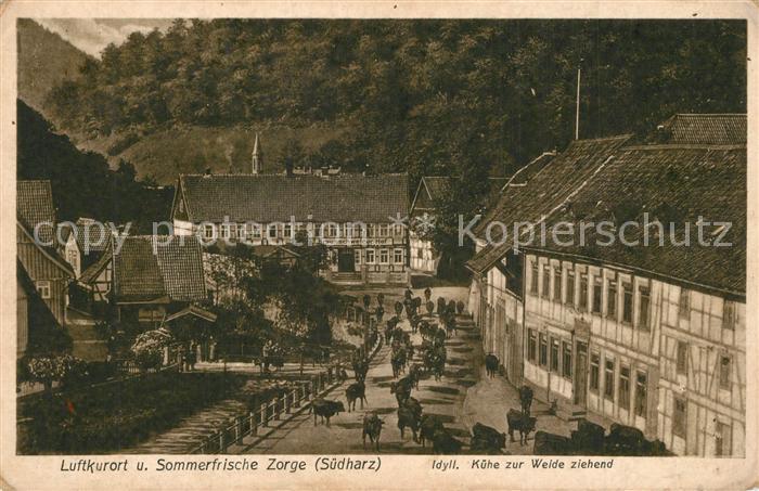 Zorge Kuehe auf dem Weg zur Weide