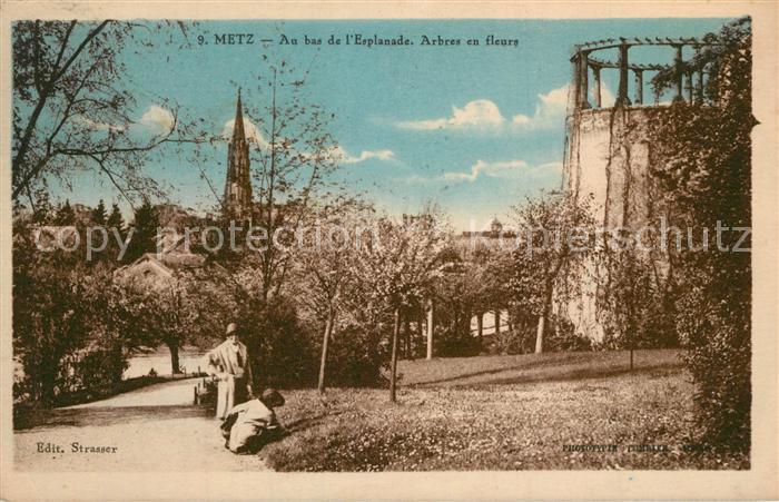 Metz  57 Moselle Au bas de l'Esplanade Arbres en fleurs