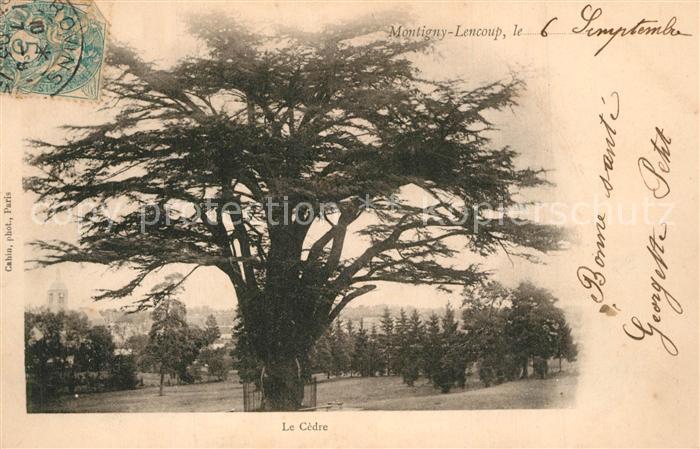 Montigny-Lencoup Le Cèdre