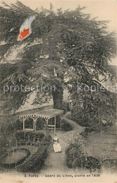Torcy Seine-et-Marne Cedre du Liban