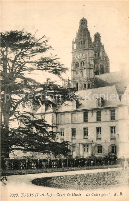 Tours Indre-et-Loire Cours du Musee Cedre geant