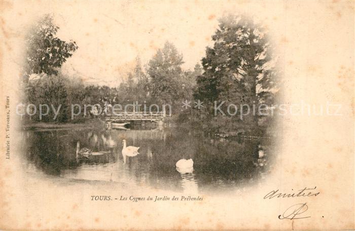 Tours Indre-et-Loire Les Cygnes du Jardin des Pr?bendes