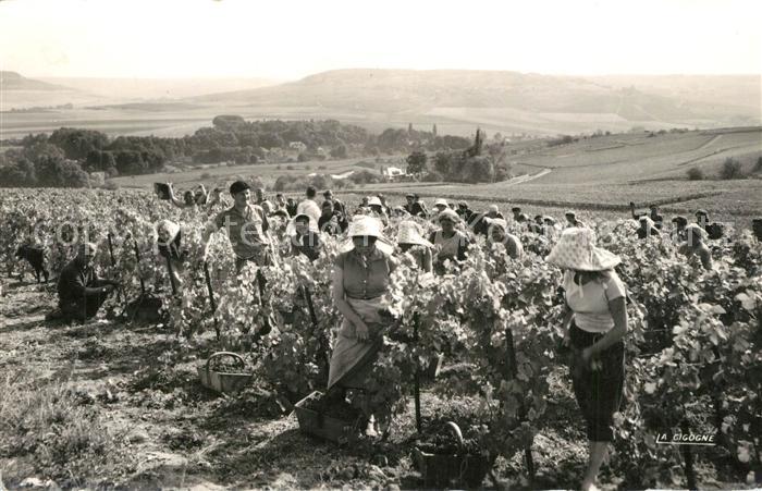 Ernte Landwirtschaft Vendanges en Champagne Cueillette