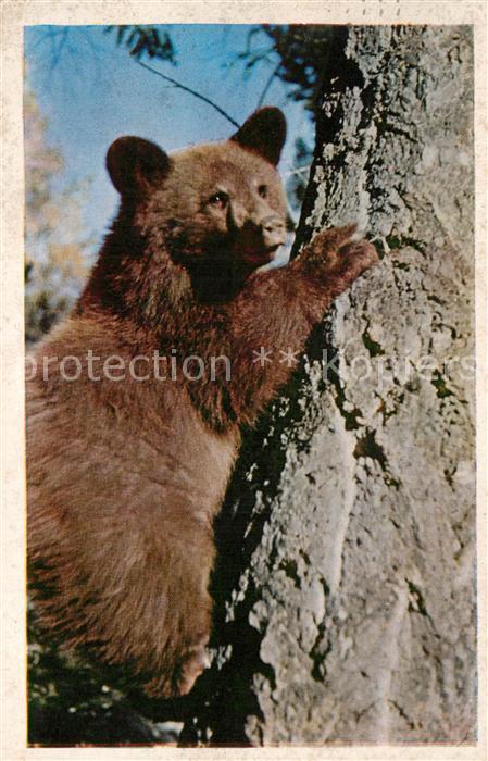Bueren Bear Cub Canada