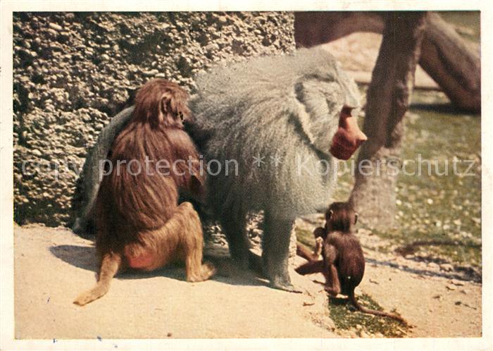Affen Pavianfamilie M?nchen Tierpark Hellabru