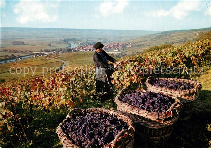 Ernte Landwirtschaft Vendanges sur les Coteaux Weinlese