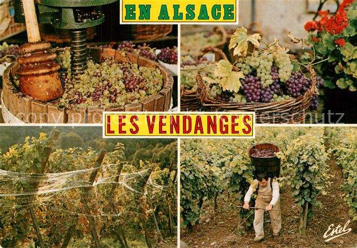 Ernte Landwirtschaft Weinlese Alsace Vendanges