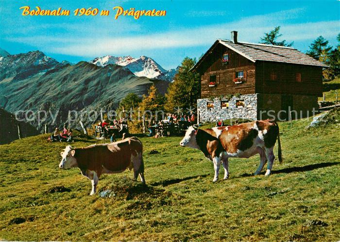 Praegraten Grossvenediger Bodenalm mit Stampfliskopf Almvieh Kuehe Alpenpanorama