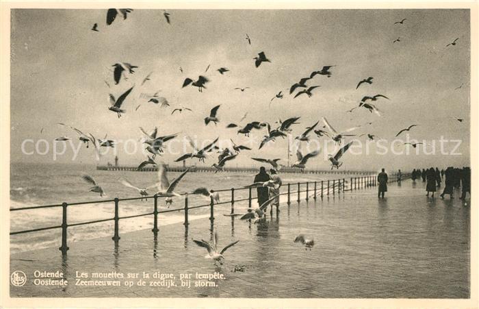 Ostende Oostende Les mouettes sur la digue par tempête