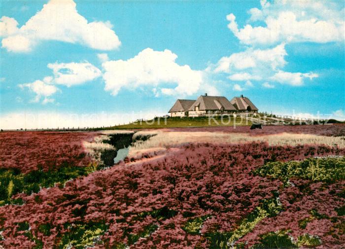 Husum Nordfriesland Bl?hende Hallig Bondestabe und Meerstrandswermut