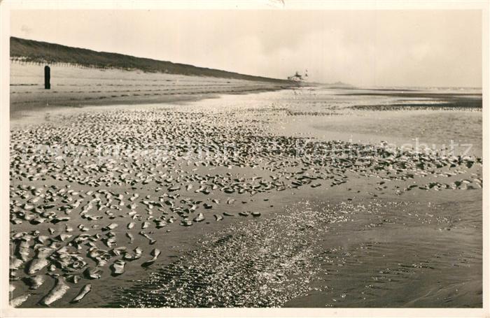 Bossen Antwerpen Verlaten strand